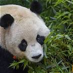 www pandath.com